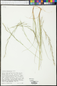 Aristida purpurascens image