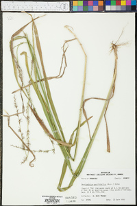 Chasmanthium sessiliflorum image