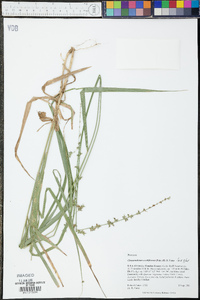 Chasmanthium sessiliflorum image