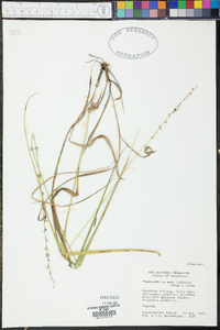 Chasmanthium sessiliflorum image