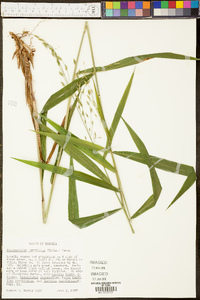 Chasmanthium latifolium image