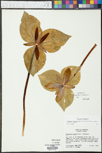 Trillium luteum image