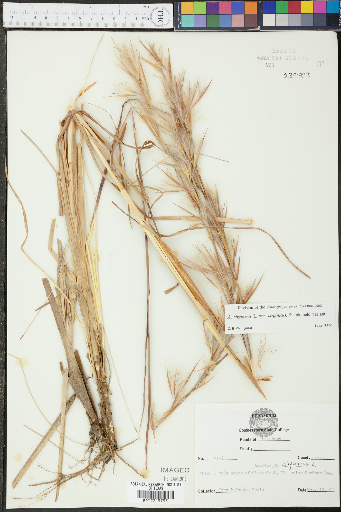 Andropogon virginicus var. virginicus image