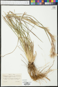 Andropogon virginicus var. abbreviatus image