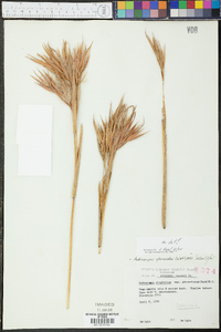 Andropogon glomeratus image