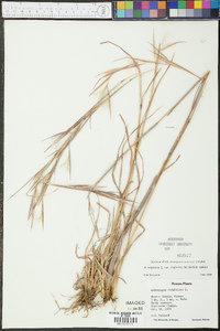 Andropogon virginicus var. virginicus image