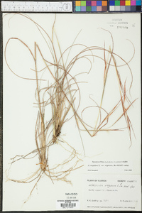 Andropogon virginicus var. virginicus image