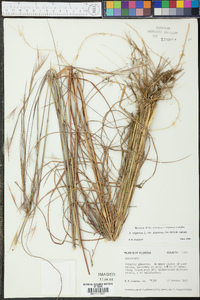 Andropogon virginicus var. virginicus image