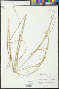 Andropogon virginicus var. virginicus image