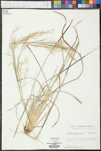 Andropogon virginicus var. virginicus image