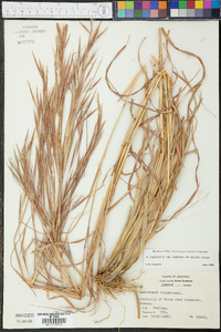 Andropogon virginicus var. virginicus image