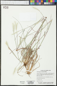 Andropogon ternarius image