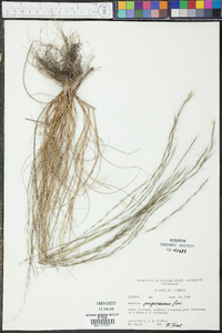 Aristida purpurascens image