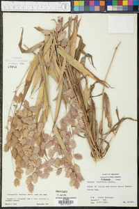 Chasmanthium latifolium image