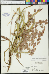 Chasmanthium latifolium image