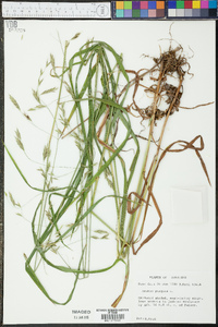 Bromus kalmii image