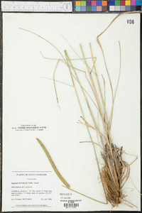 Ctenium aromaticum image