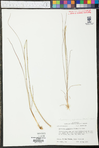 Coelorachis cylindrica image
