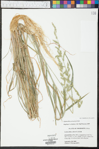 Echinochloa colona image