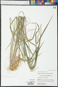 Echinochloa colona image