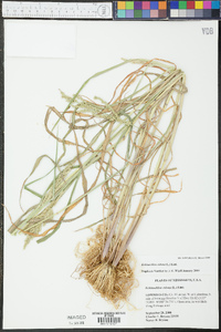 Echinochloa colona image