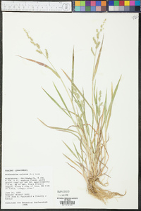 Echinochloa colona image