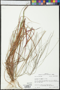 Digitaria filiformis image