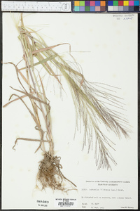 Leptochloa panicea subsp. brachiata image