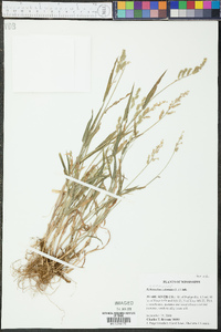 Echinochloa colona image