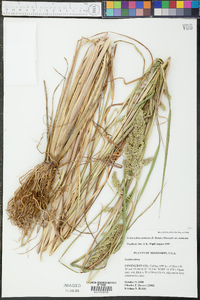 Echinochloa muricata var. muricata image