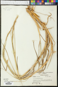 Panicum amarulum image