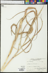 Panicum amarulum image