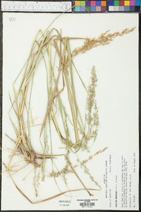 Panicum amarulum image