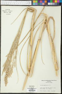 Panicum amarulum image