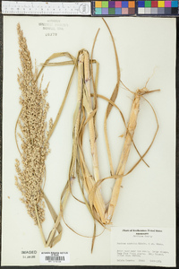 Panicum amarulum image