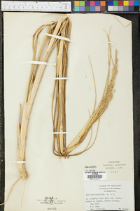 Panicum amarulum image