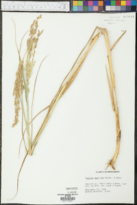 Panicum amarulum image