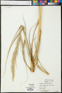 Panicum amarulum image