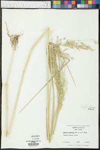 Panicum amarulum image