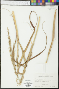 Panicum amarulum image