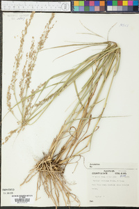 Panicum amarulum image