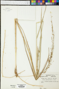 Panicum amarulum image