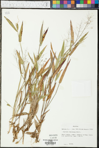 Panicum commutatum image