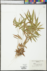 Panicum commutatum image