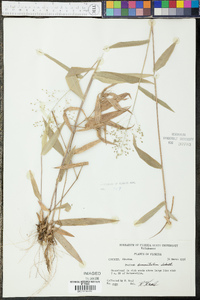 Panicum commutatum image