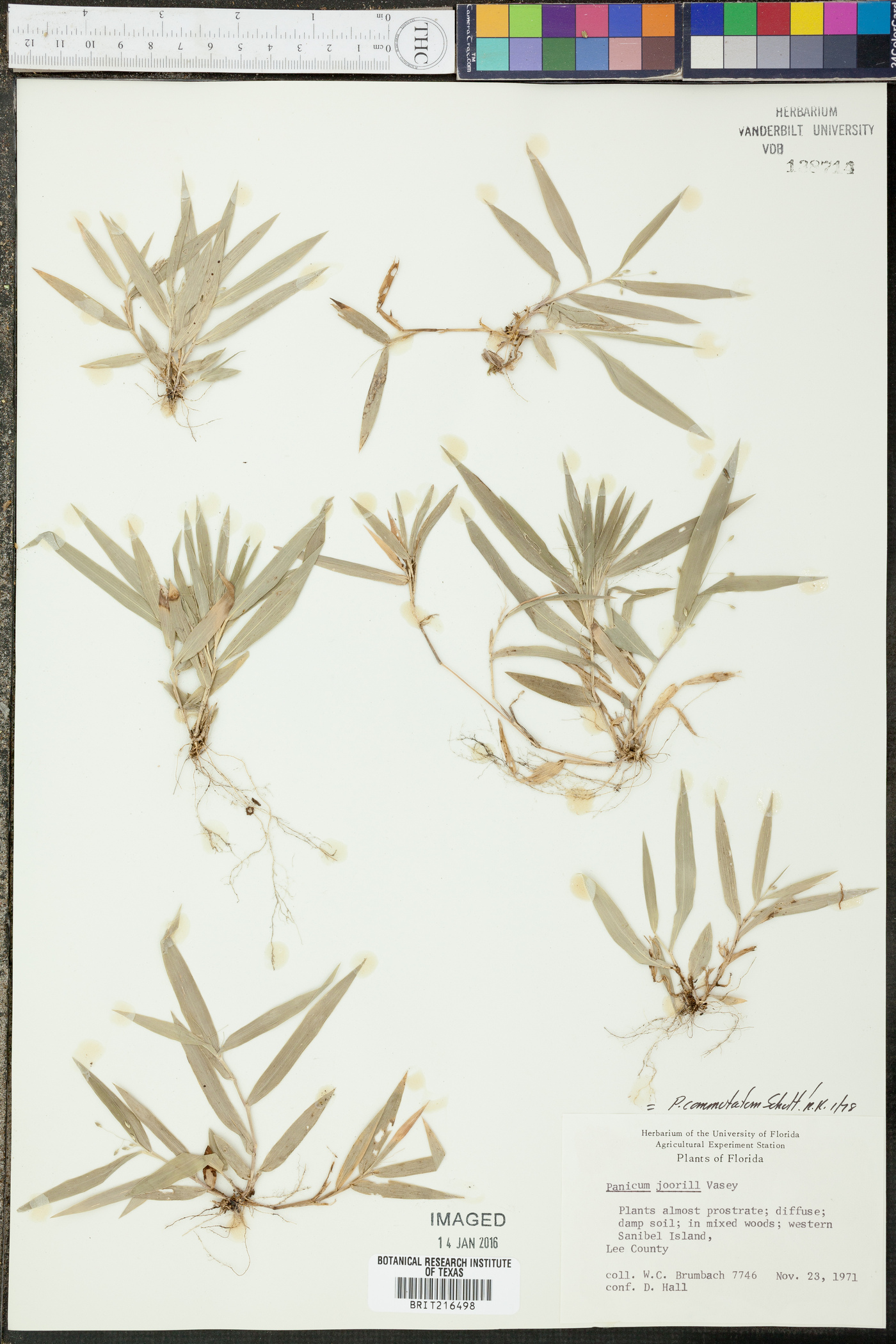 Panicum commutatum image