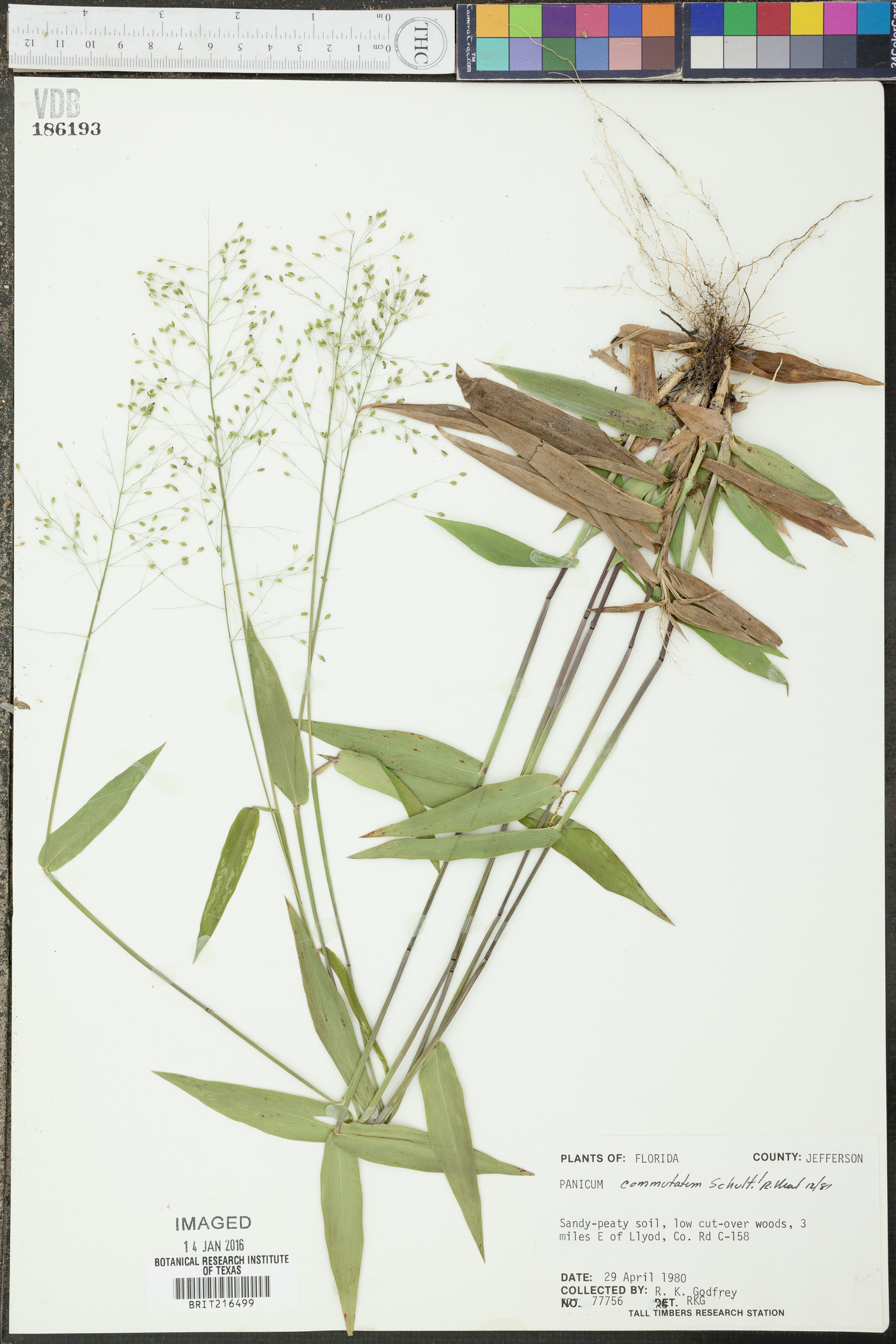 Panicum commutatum image