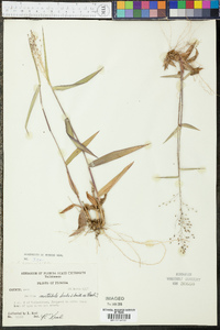 Panicum mutabile image