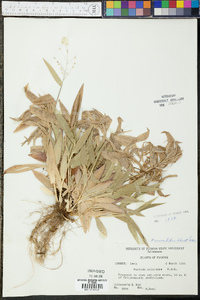 Panicum xalapense image