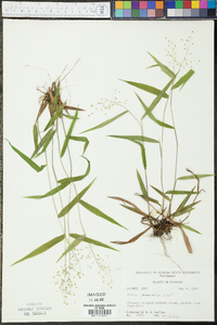 Panicum commutatum image